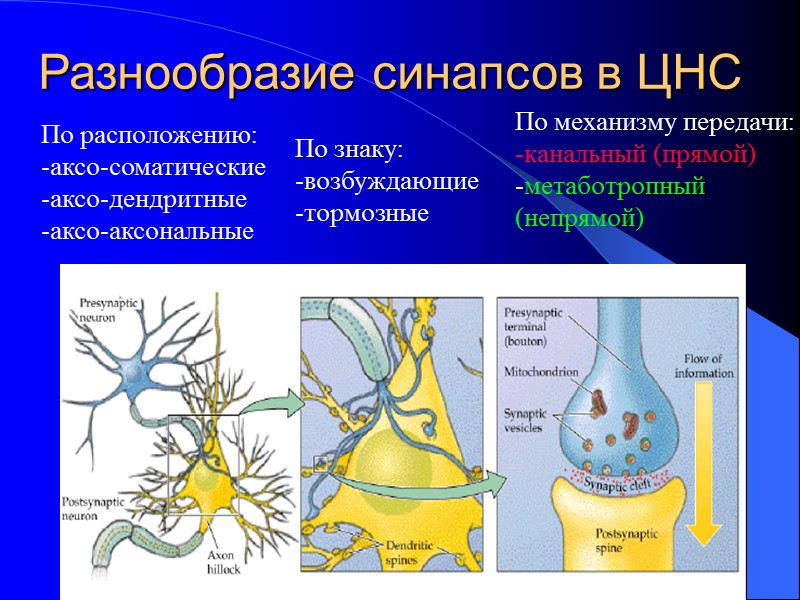 Разнообразие синапсов в ЦНС По знаку: -возбуждающие -тормозные По механизму передачи: -канальный (прямой) -метаботропный